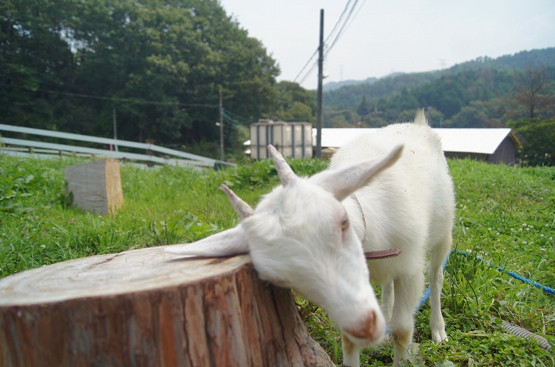 はー疲れちゃったな