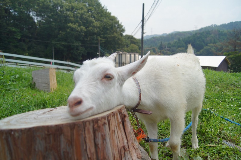 甲賀市・信楽の山田牧場でソフトクリーム食べて、動物と触れて、地球を蹴っちゃう日！