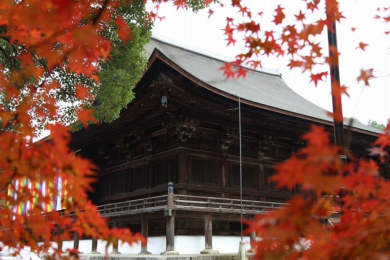 来年は本気を見てみようぞ。今年最後は大津市の三井寺で紅葉を締めくくり。