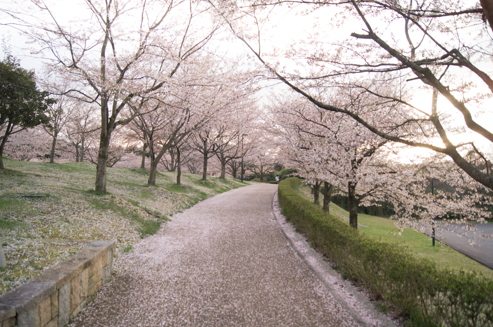 湖南市で桜が美しい場所?え、じゅらくの里は行きましたか?