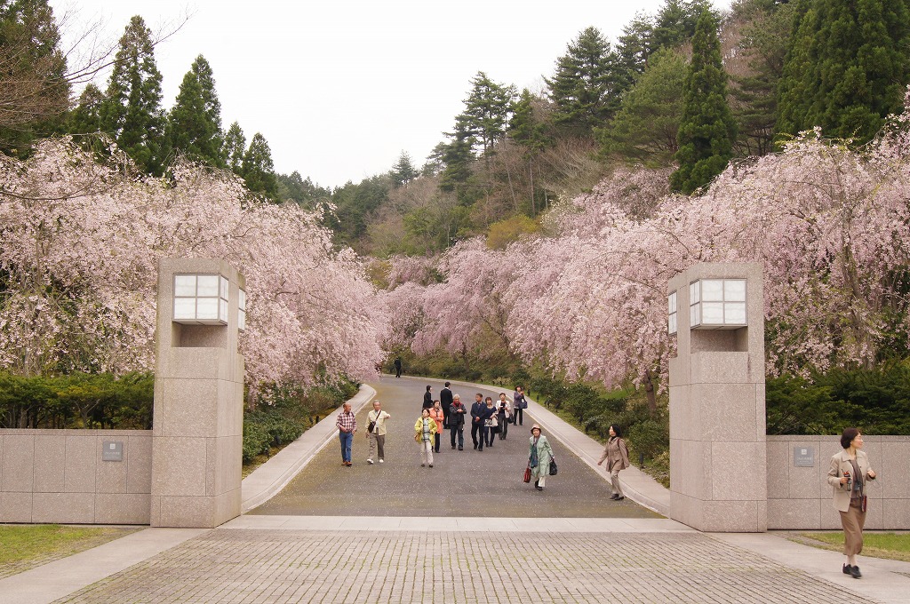 滋賀県地元民おすすめ桜・お花見スポットの一つ、甲賀市信楽町のMIHO MUSEUM