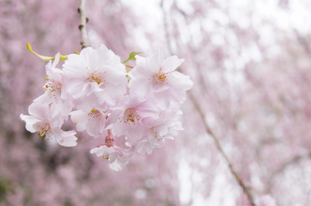 まだ桜が見られる 枝垂れ桜がきれいな信楽のmiho Museumとトンネルの風景 日刊 甲賀市