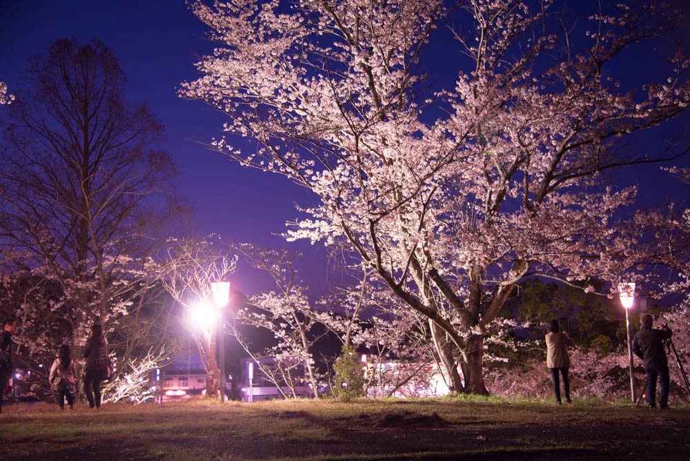 湖南市のにごり池でライトアップされた夜桜を。写真よりも見に行った方が絶対いいです。