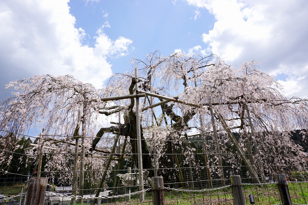 滋賀県地元民おすすめ桜・お花見スポットの一つ、甲賀市信楽町の畑のしだれ桜