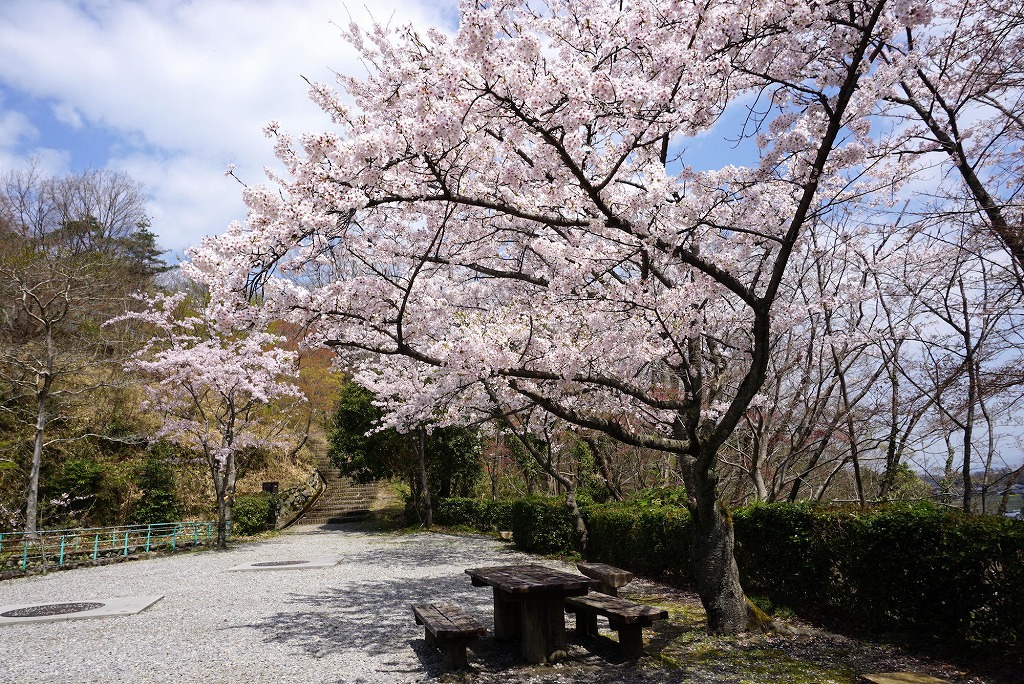 東近江市（旧八日市）の「延命公園」は、のんびり過ごしたい日にぴったりの桜スポットでした。