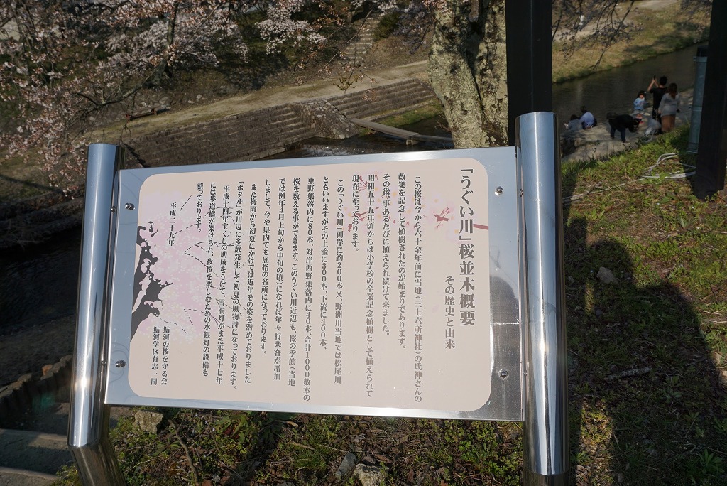 甲賀市土山町の鮎河千本桜の歴史が書かれた看板