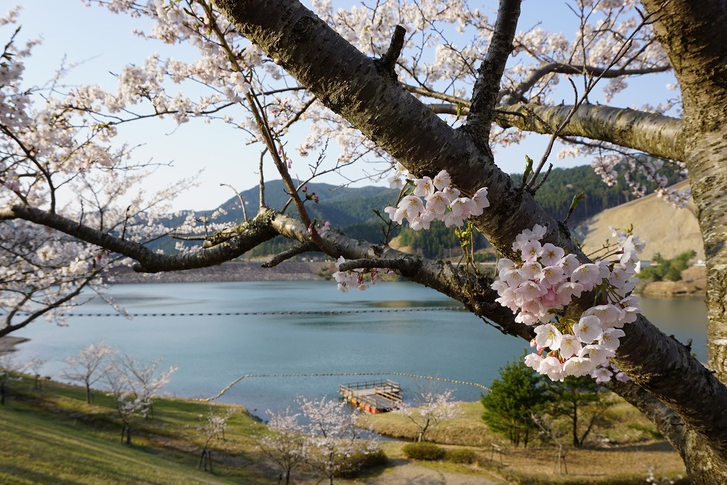 甲賀市土山町の桜スポット「うぐい川の鮎河千本桜」と「青土ダム」をWでお届け！土山に行くなら両方巡ることをオススメします！