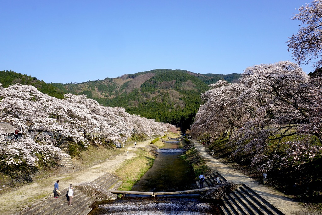 滋賀県地元民おすすめ桜・お花見スポットの一つ、甲賀市土山町の鮎河千本桜