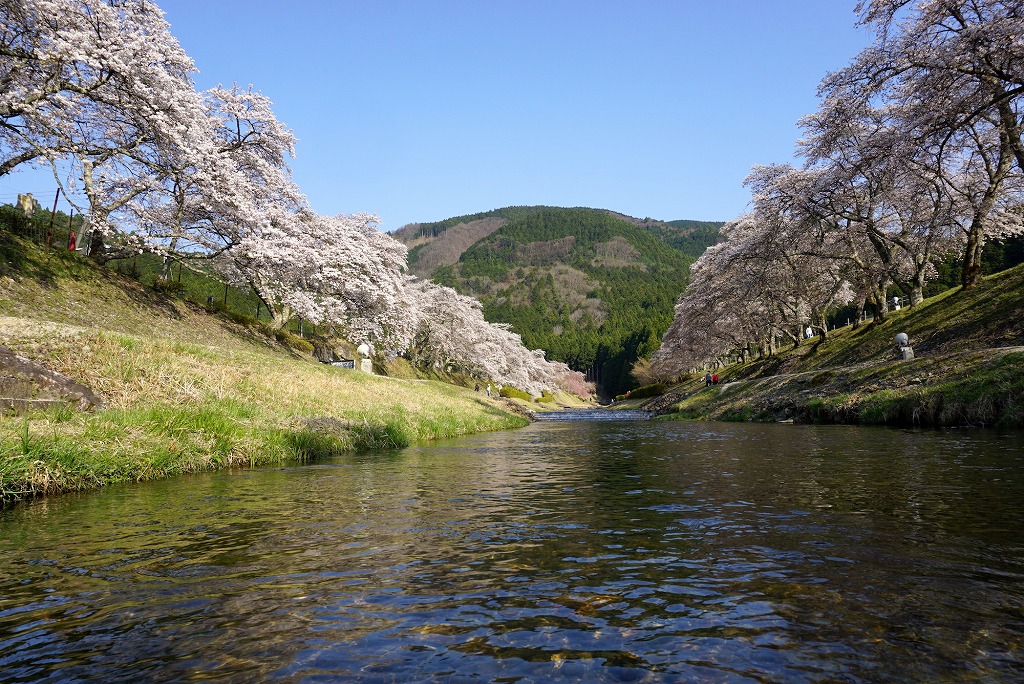 甲賀市土山町の鮎河千本桜を土手から見上げる