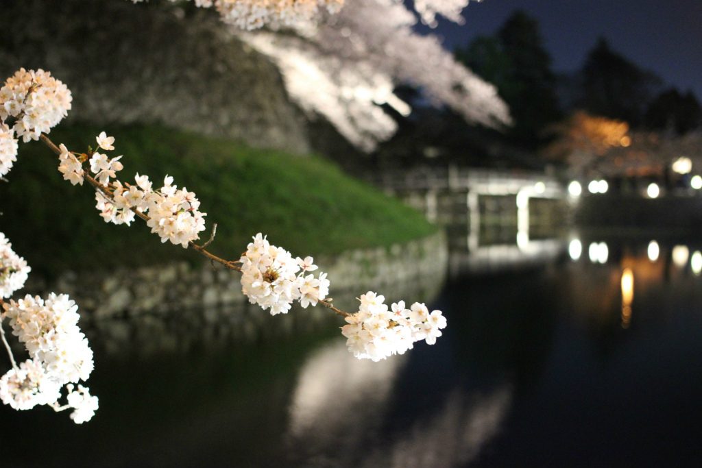 滋賀県彦根市 お花見 彦根城の夜桜ライトアップを見に行ってきました 日刊 彦根市