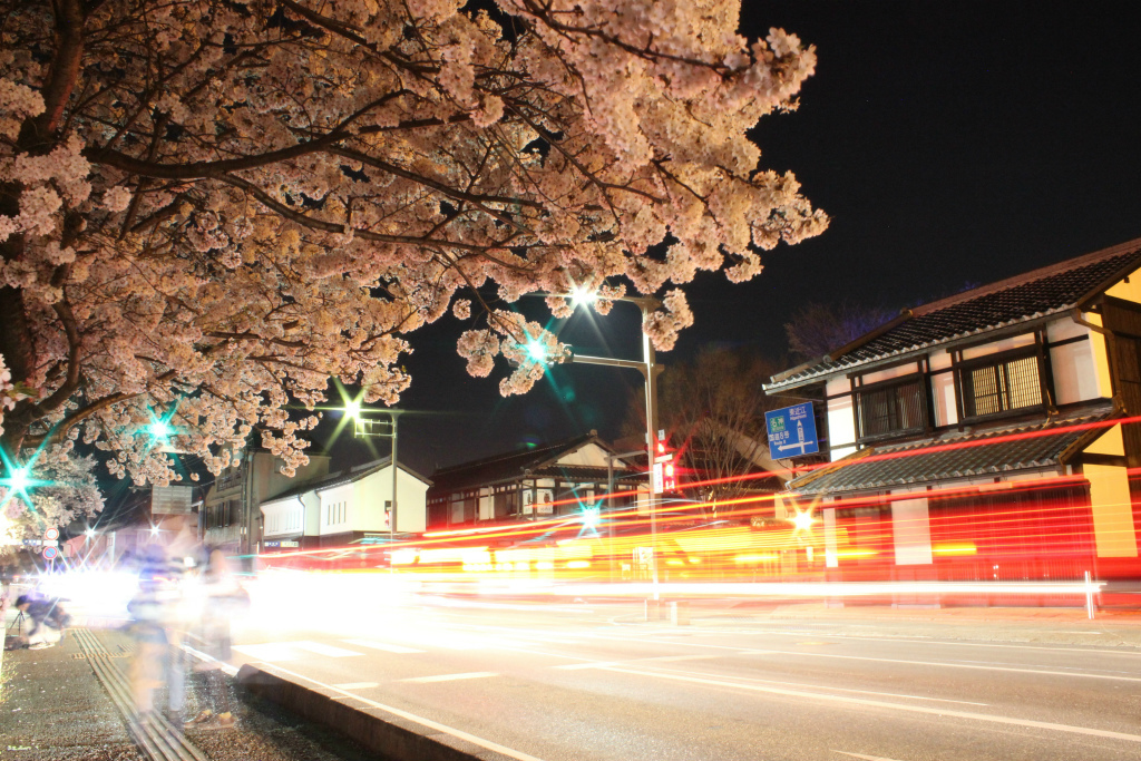 滋賀県地元民おすすめ桜・お花見スポットの一つ、彦根市の彦根城