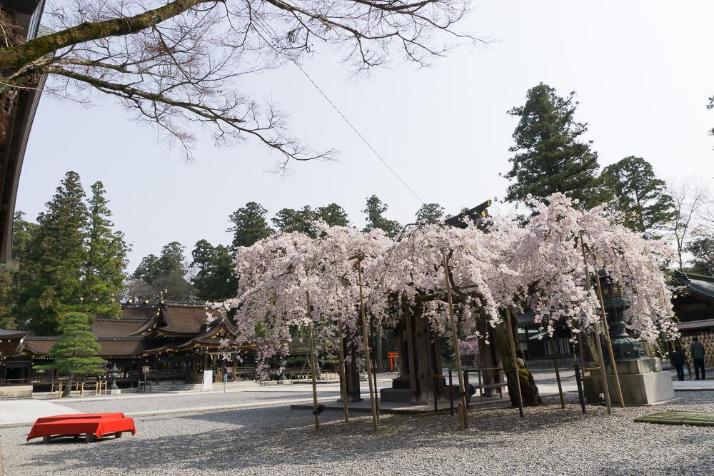 多賀大社境内の満開の桜