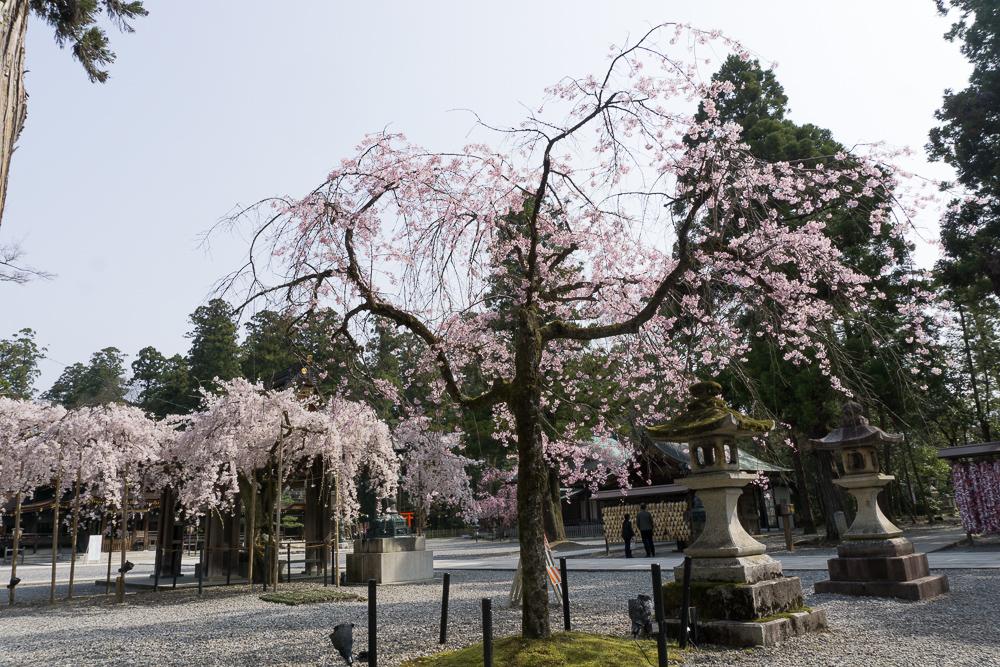 滋賀県多賀大社の満開の桜