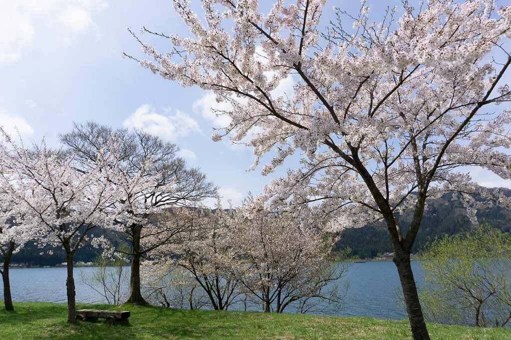 【余呉湖】湖畔を1周！穏やかな湖面と桜のコントラストを満喫しましたレポート 【レンタサイクルがオススメ】