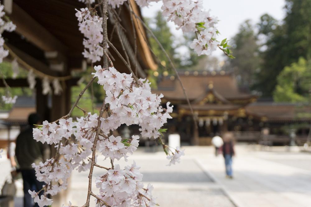 滋賀県多賀町の「多賀大社」境内の桜のアップ