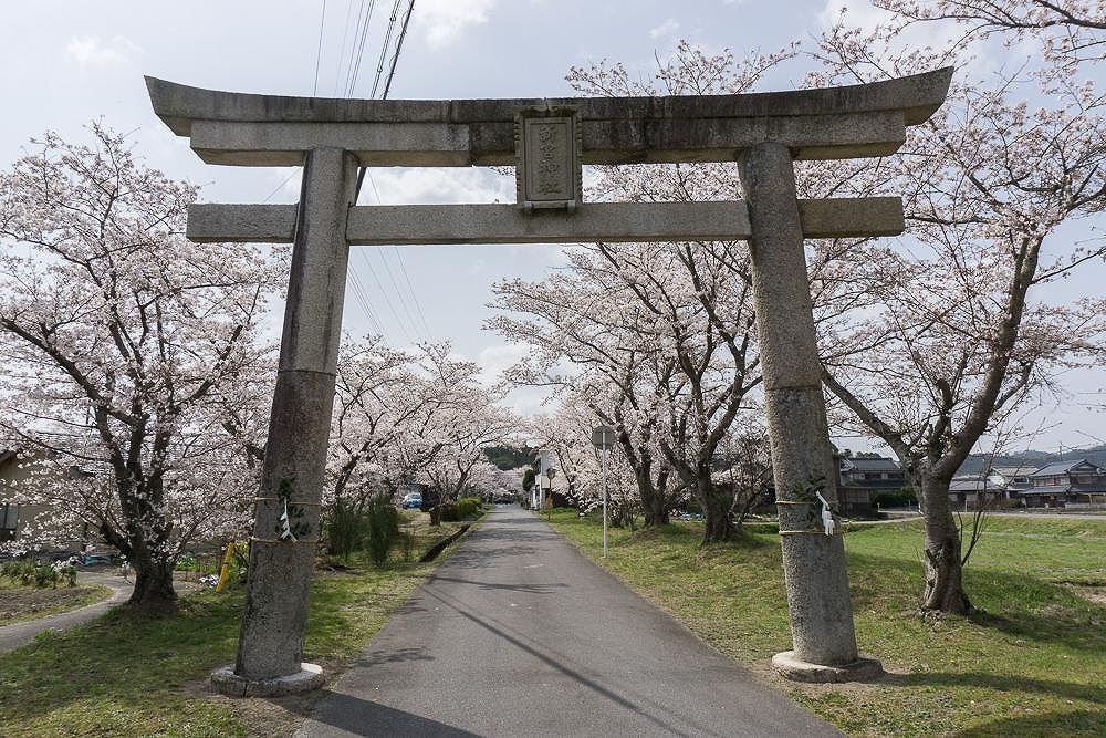 甲賀市甲南町の新宮神社「参道の桜並木」を歩いてきました。歴史ある茅葺き屋根の門を発見！