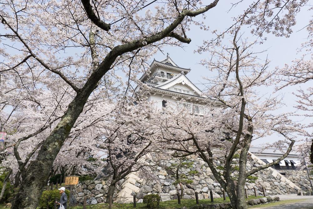 滋賀県地元民おすすめ桜・お花見スポットの一つ、長浜市の豊公園