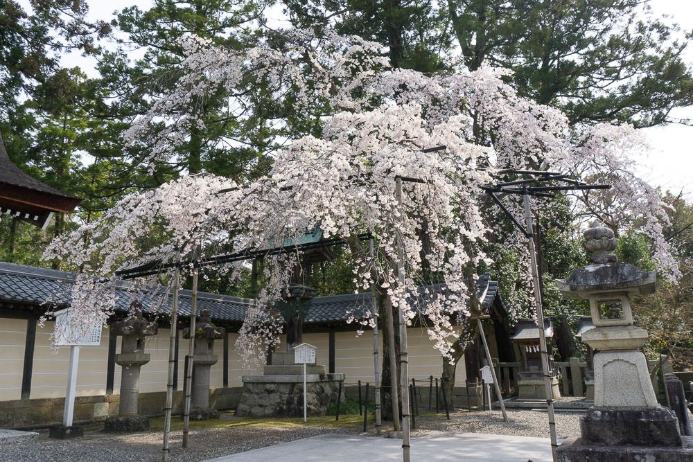 多賀大社鳥居すぐの場所にあるしだれ桜