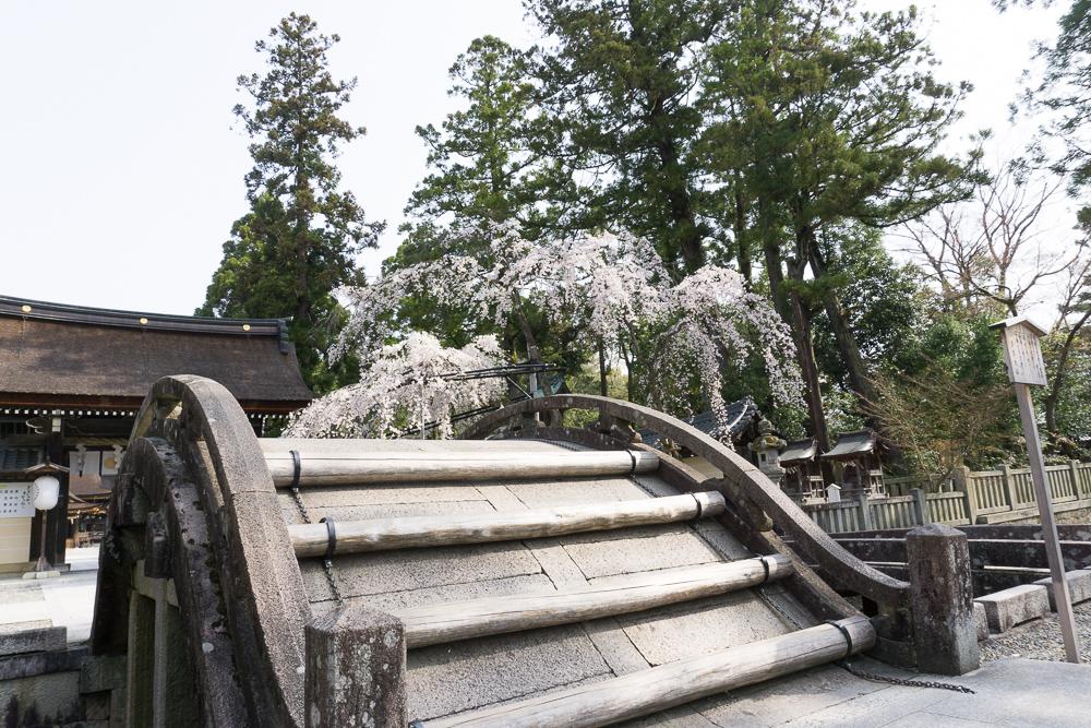滋賀県にある多賀大社の桜と太鼓橋