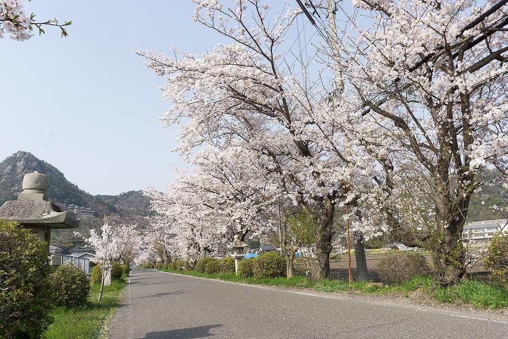 【太郎坊宮】参道桜を満喫！山上から眺める景色も満喫してきましたレポート。