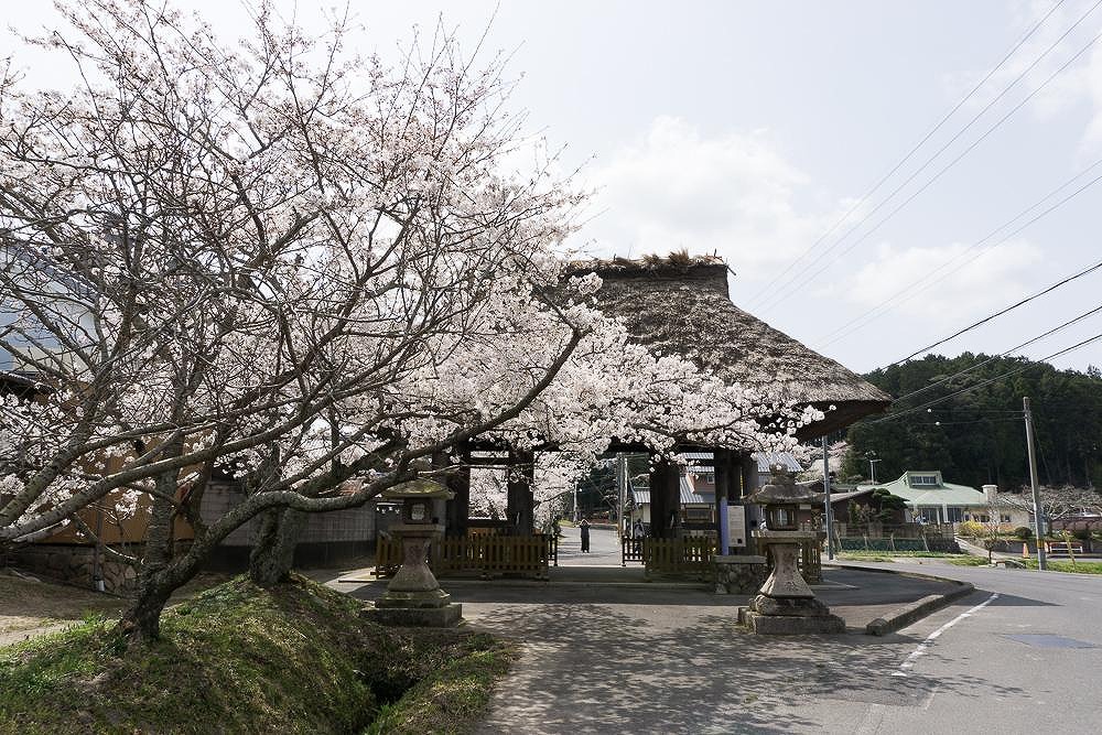 滋賀県地元民おすすめ桜・お花見スポットの一つ、甲賀市甲南町の参道の桜並木