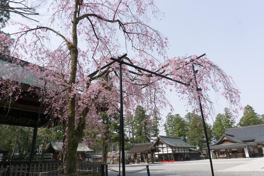 滋賀県多賀町にある「多賀大社」境内にある桜の木
