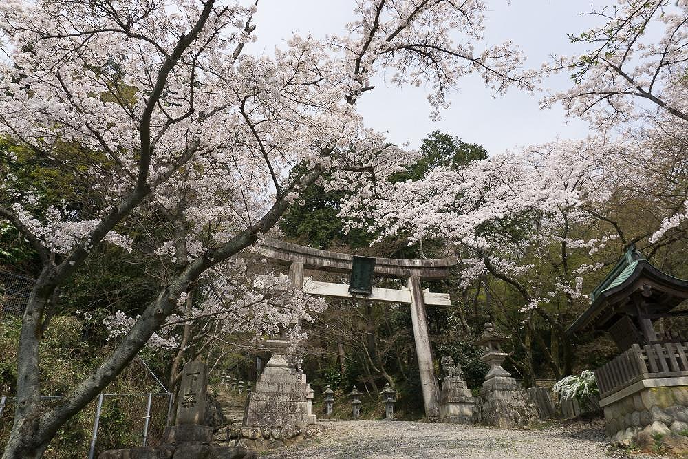 【胡宮神社】EXPASA多賀と繋がる遊歩道を発見！境内の桜レポート。