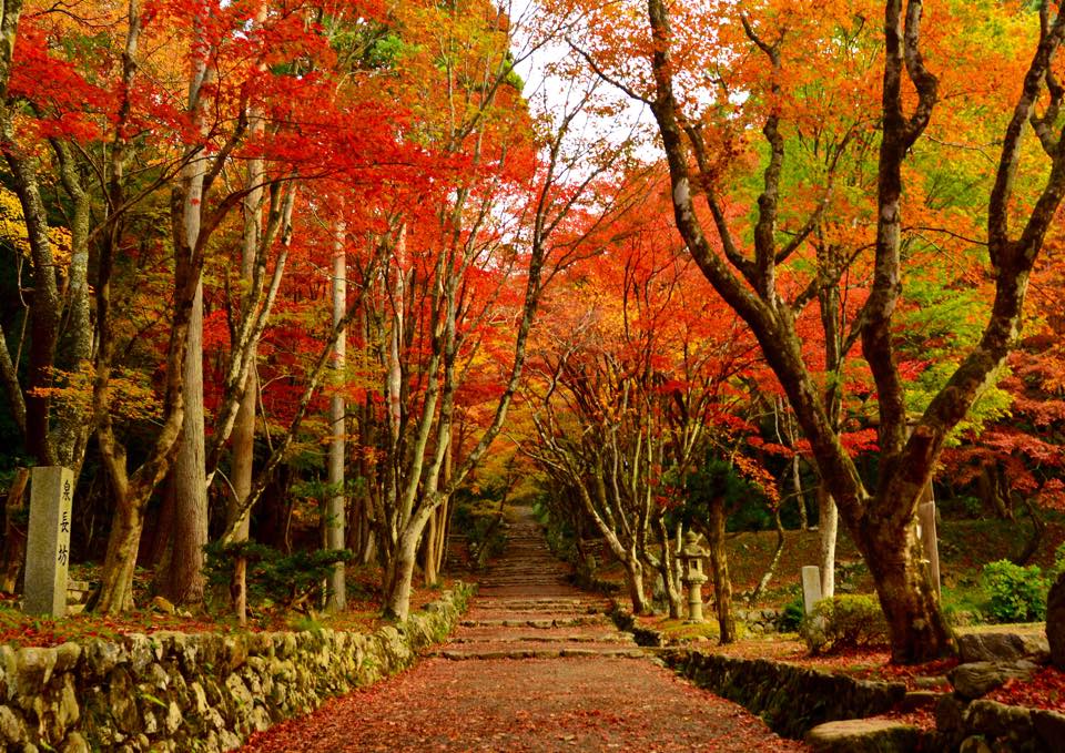 「死ぬまでに見たい絶景ベスト5」に滋賀県の鶏足寺がランクインしていた！