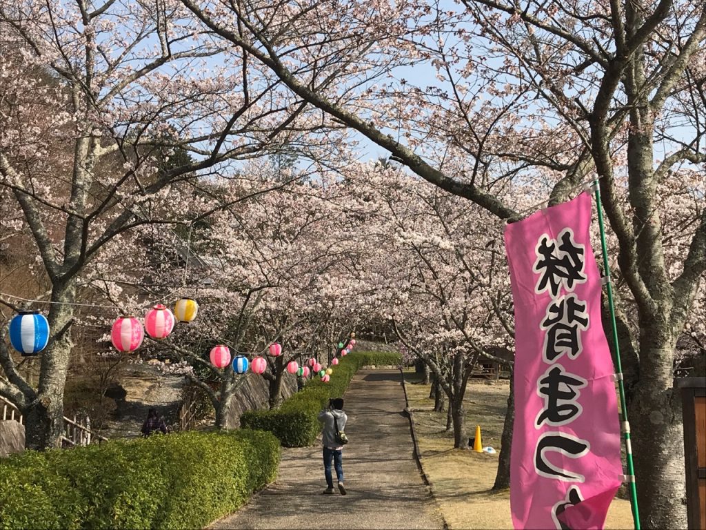 滋賀県地元民おすすめ桜・お花見スポットの一つ、蒲生郡竜王町の妹背の里（いもせのさと）