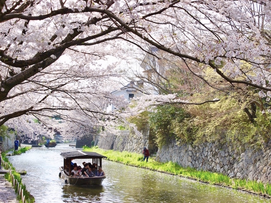 【滋賀県近江八幡市】船から観る八幡堀の桜をレポート！映画のロケ地にもなっている風情あるスポットです。