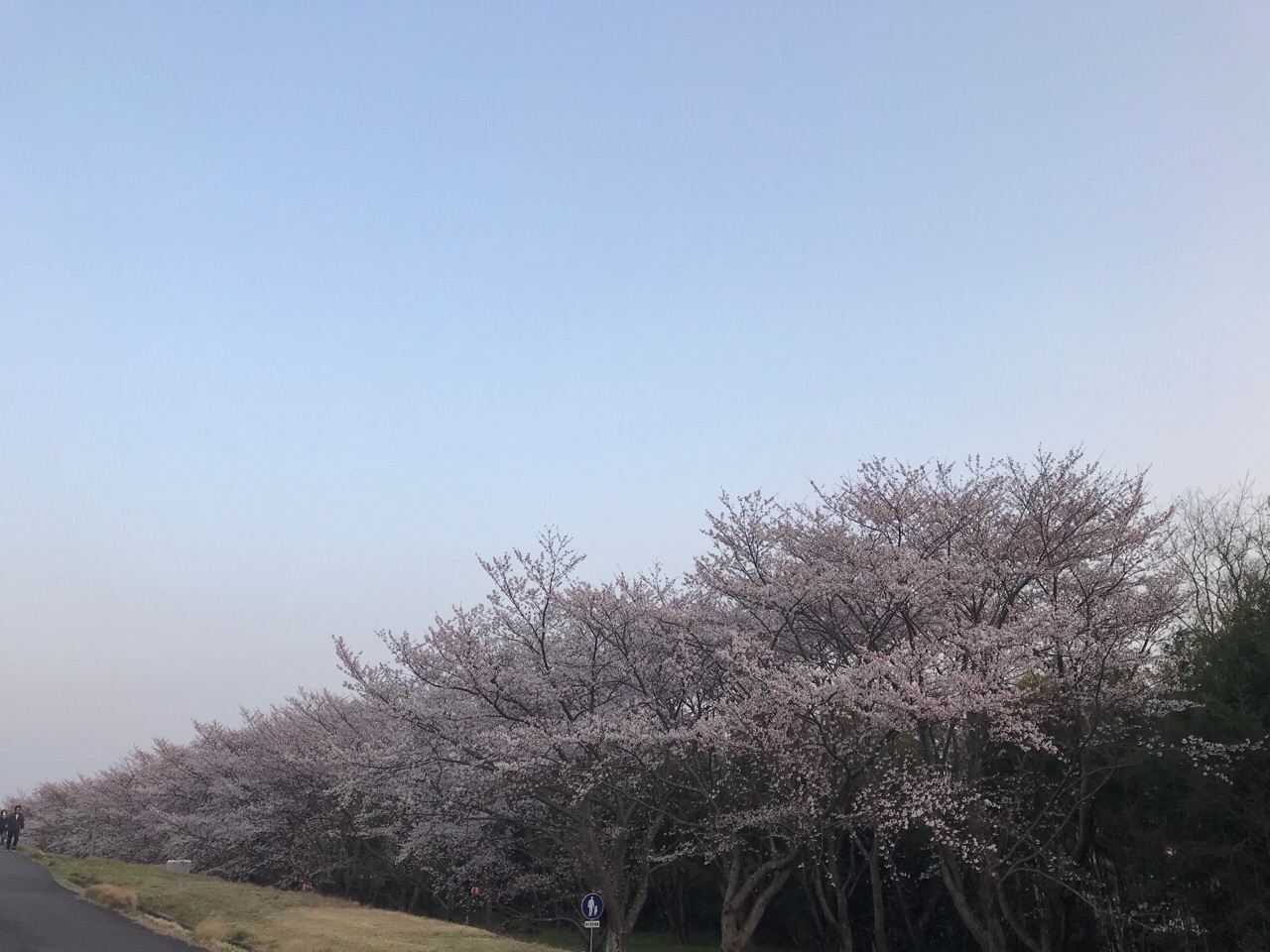 【滋賀県・桜の名所】【無料駐車場あり！】500本の桜が咲き誇る、守山市の笠原桜公園をレポート！