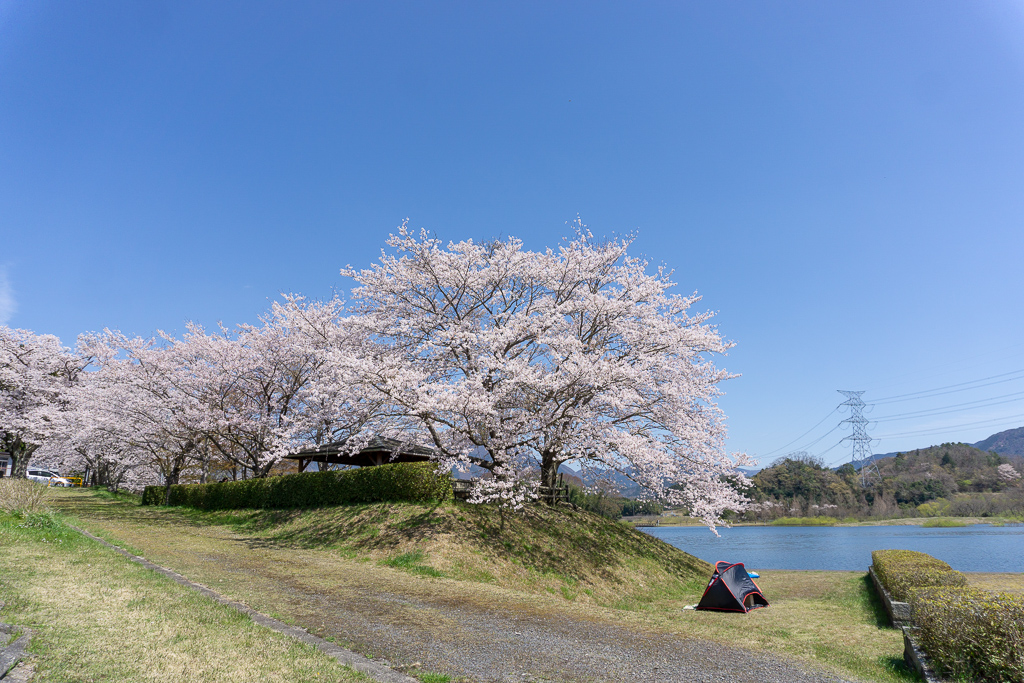 滋賀県地元民おすすめ桜・お花見スポットの一つ、日野町の日野川ダム