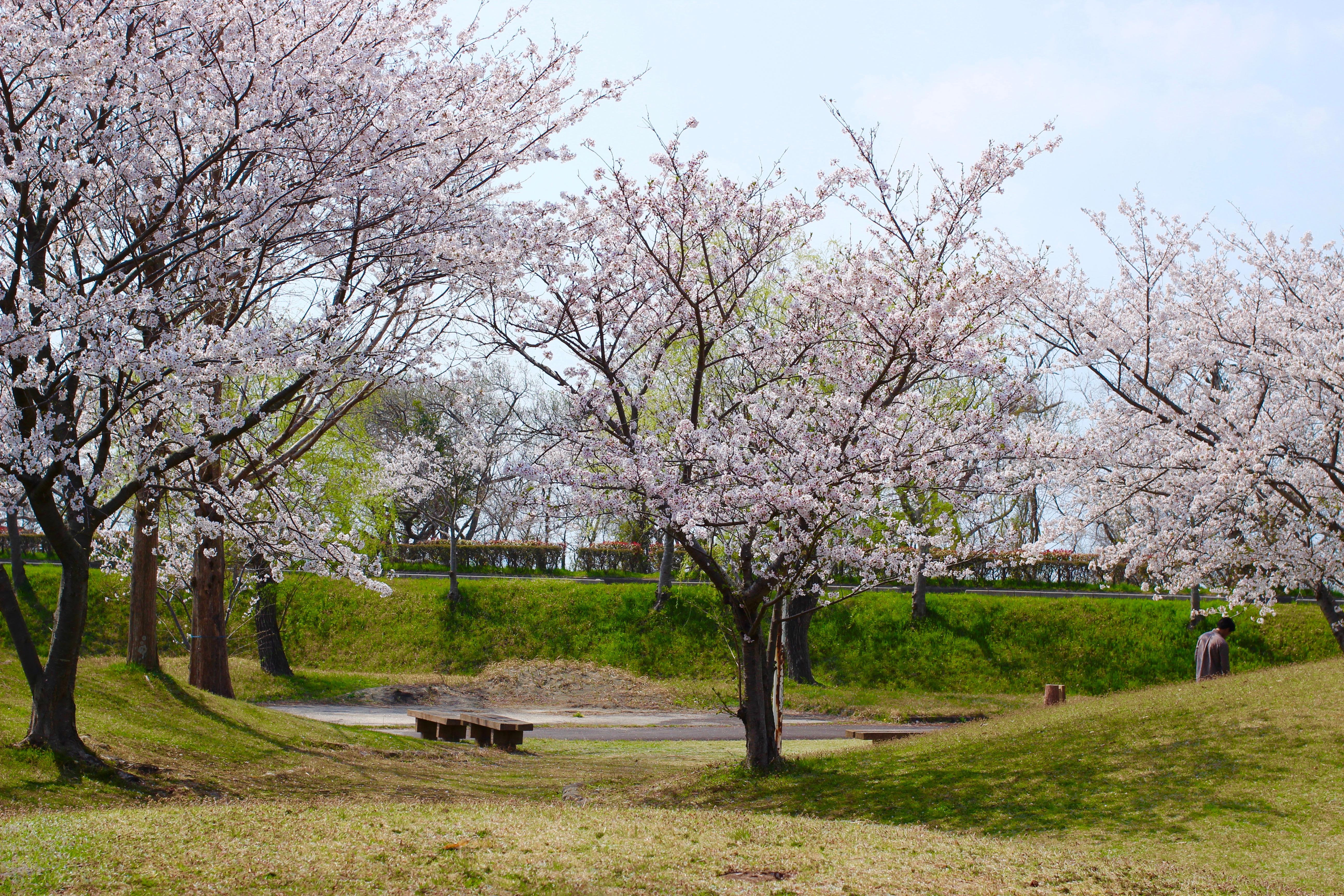 家族でゆっくり穴場スポット！近江八幡市立運動公園でお花見をしてみました。