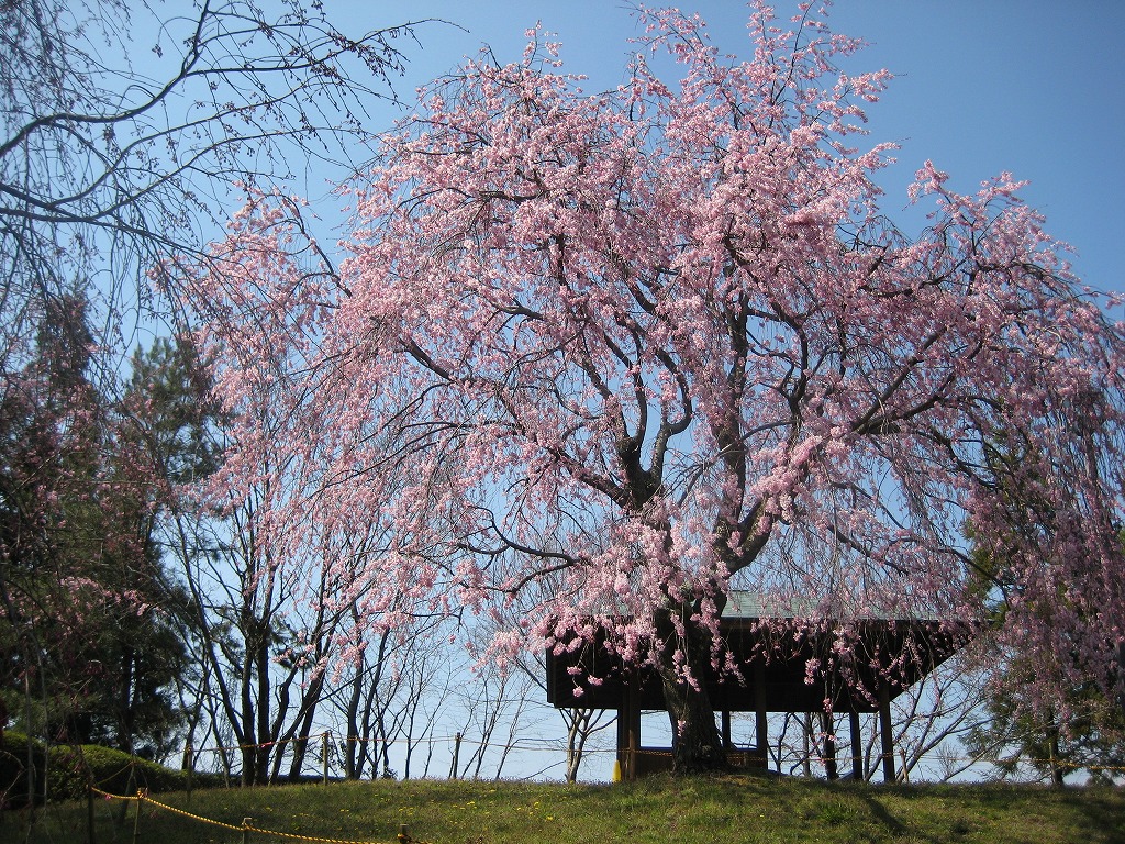 大津市【びわこ文化公園】見事なしだれ桜は必見！長く桜が楽しめるお散歩スポット