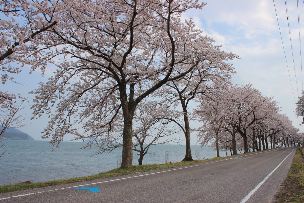 【滋賀県高島市】海津大崎の桜を見てきました！「日本のさくら名所100選」にも選ばれている海津大崎の見所は？