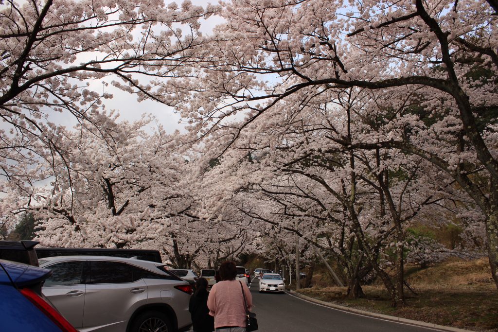 滋賀県地元民おすすめ桜・お花見スポットの一つ、高島市の海津大崎