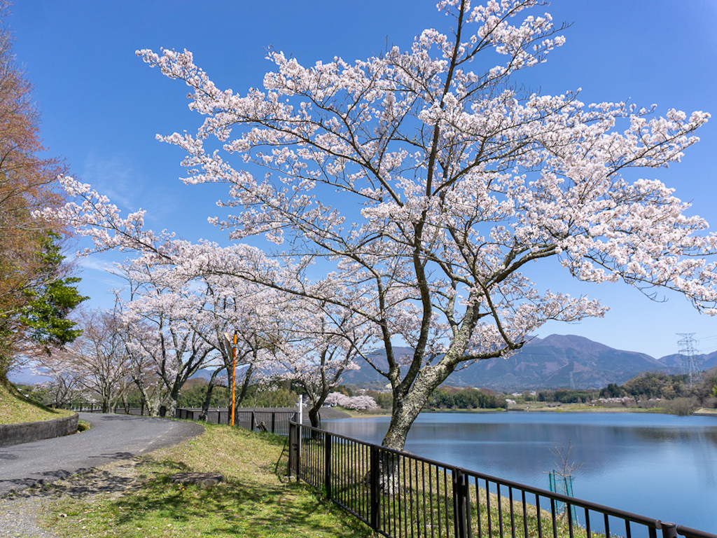 【滋賀・日野町の桜】バス釣りで人気の「日野川ダム」は、桜の美しいダムスポットでした。