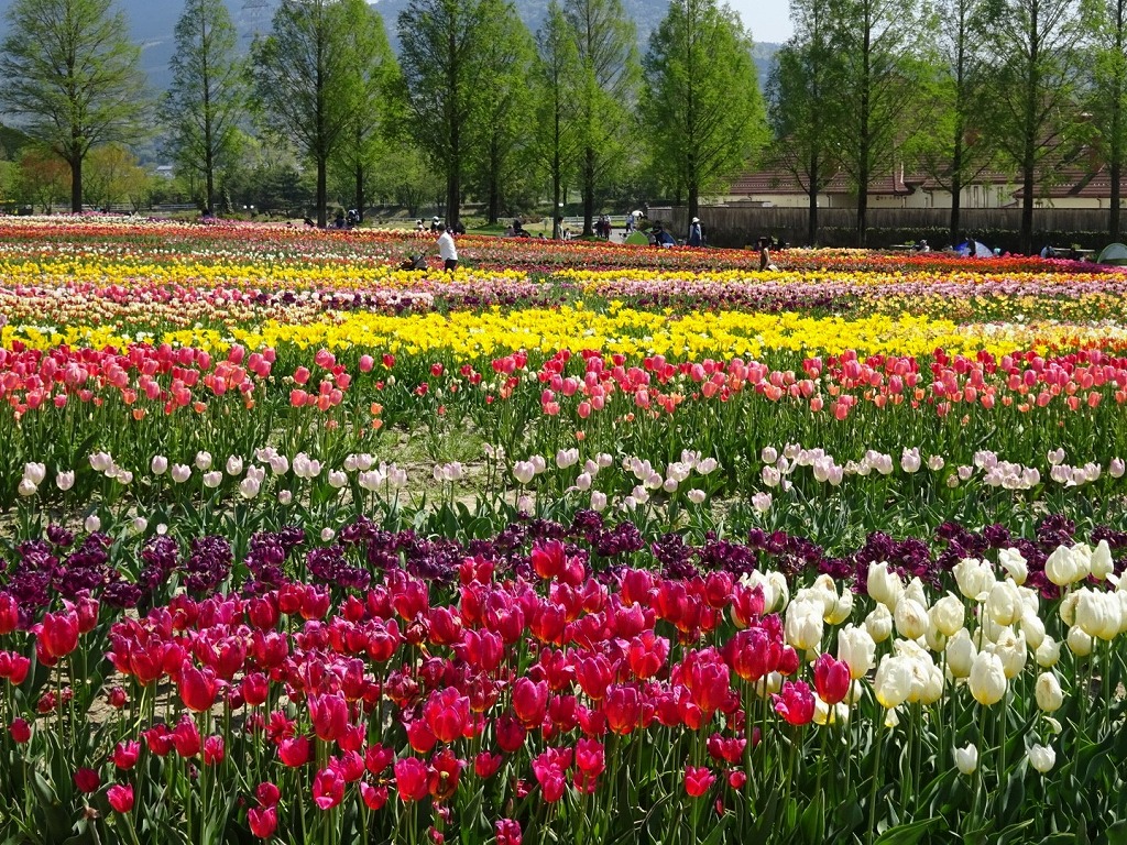 滋賀県で季節ごとに楽しめる花5選！無料スポットも多数あります！