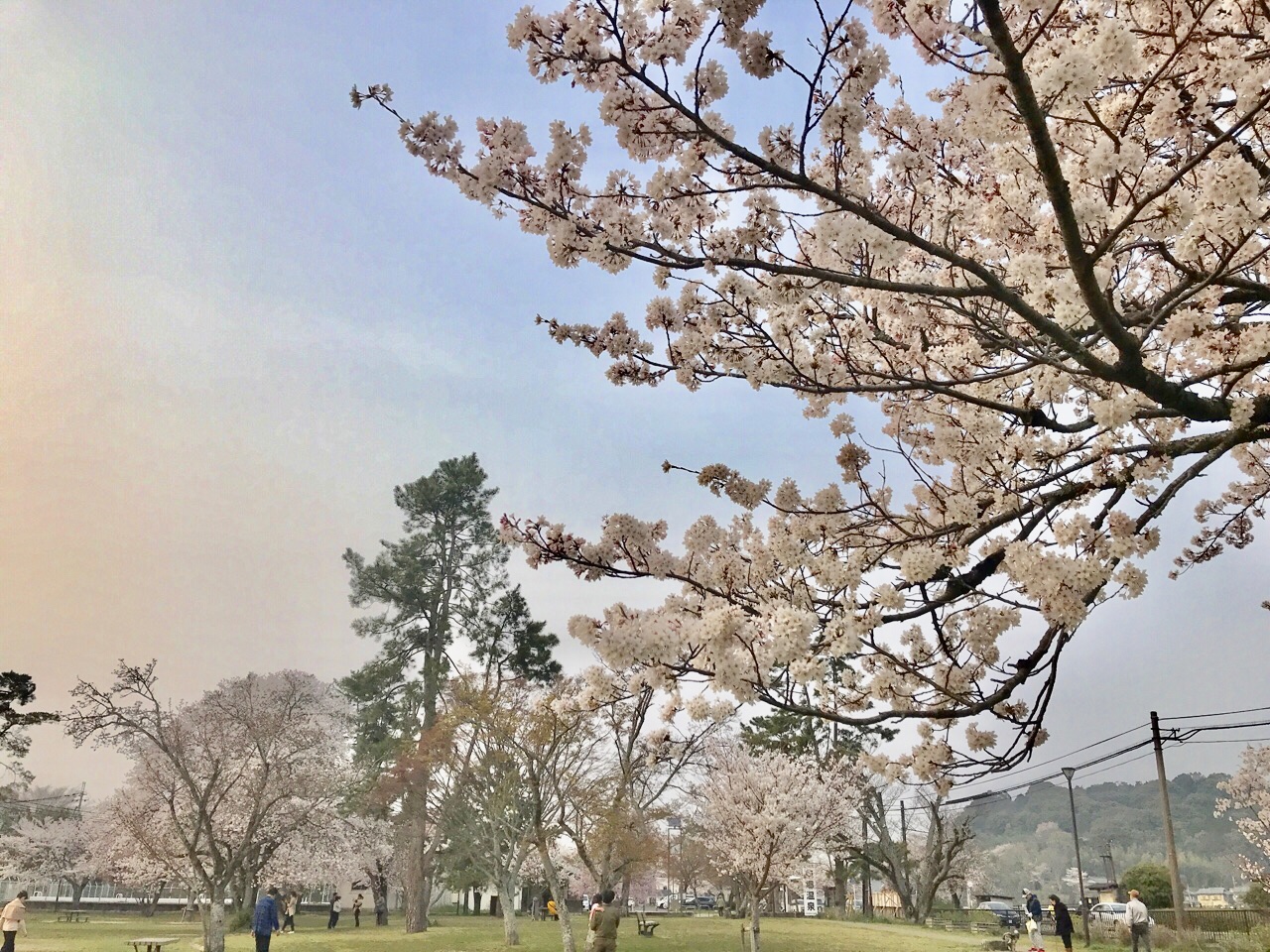 【滋賀県桜の名所】【無料駐車場あり】見事なしだれ桜が見られる、大津市「南郷公園」の満開の桜をレポート！