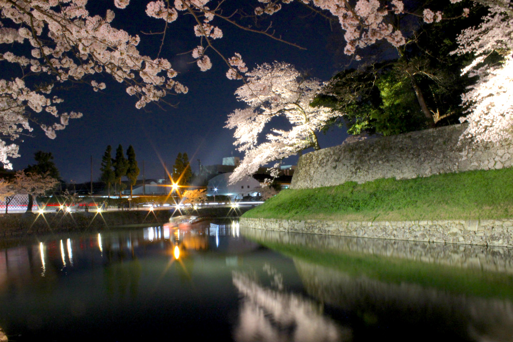 【滋賀県彦根市・お花見】彦根城の夜桜ライトアップを見に行ってきました！