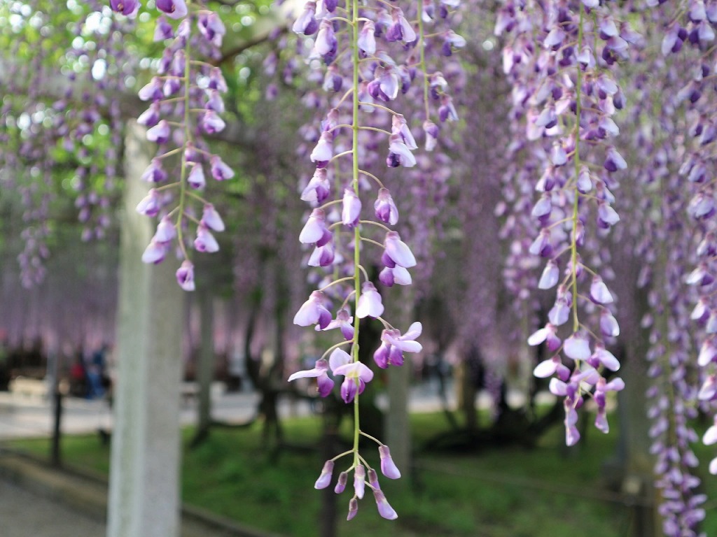 【草津市】三大神社にて、藤の花をみてきました！見頃や駐車場など詳しくレポートします！