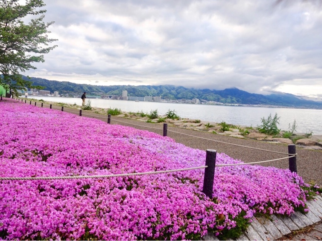 大津湖岸なぎさ公園のシバザクラ【滋賀・大津市】４月～５月初旬まで楽しめる琵琶湖沿いの花の絨毯！桜とのコラボも。