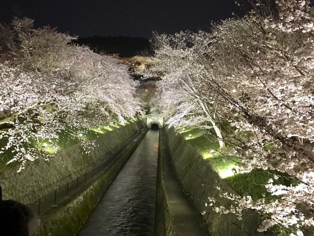 【滋賀県桜の名所】見る人を魅了する、大津市「琵琶湖疎水」の満開の桜！美しいライトアップをレポート！