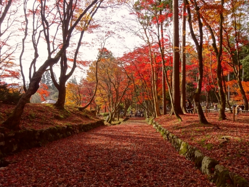 【長浜市】【紅葉スポット】鶏足寺（けいそくじ）に行ってきました！気になる現地の混み具合は？見頃はいつ？詳しくレポートします！