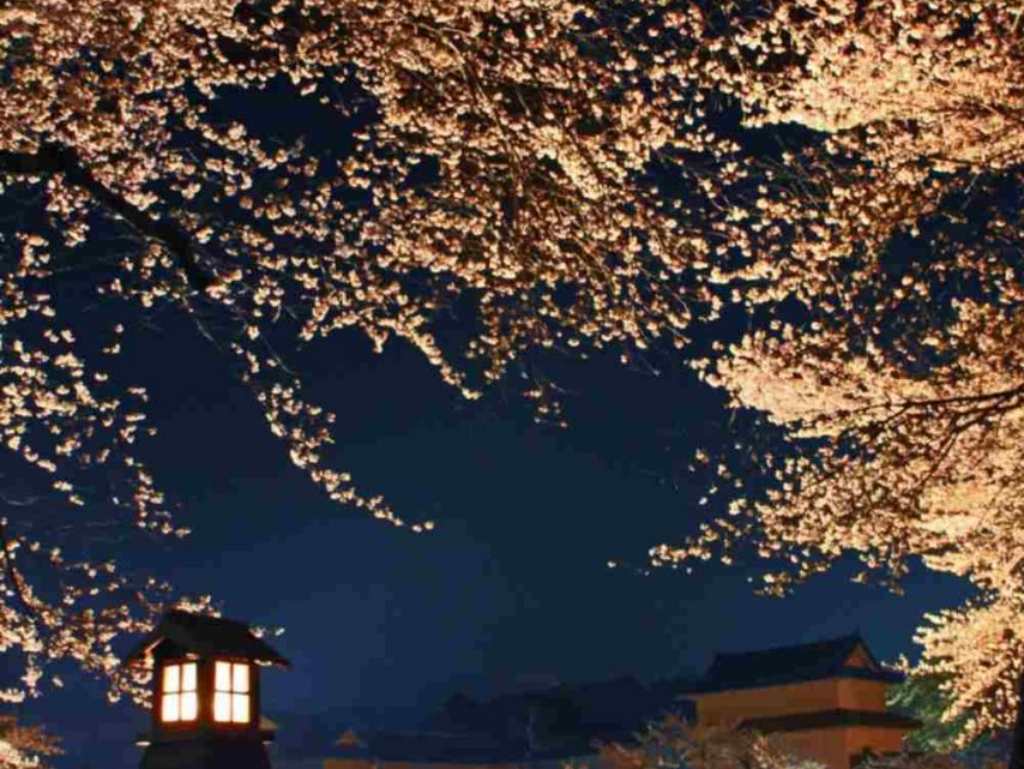 【2023年版】滋賀県地元民おすすめ桜・お花見スポットまとめ