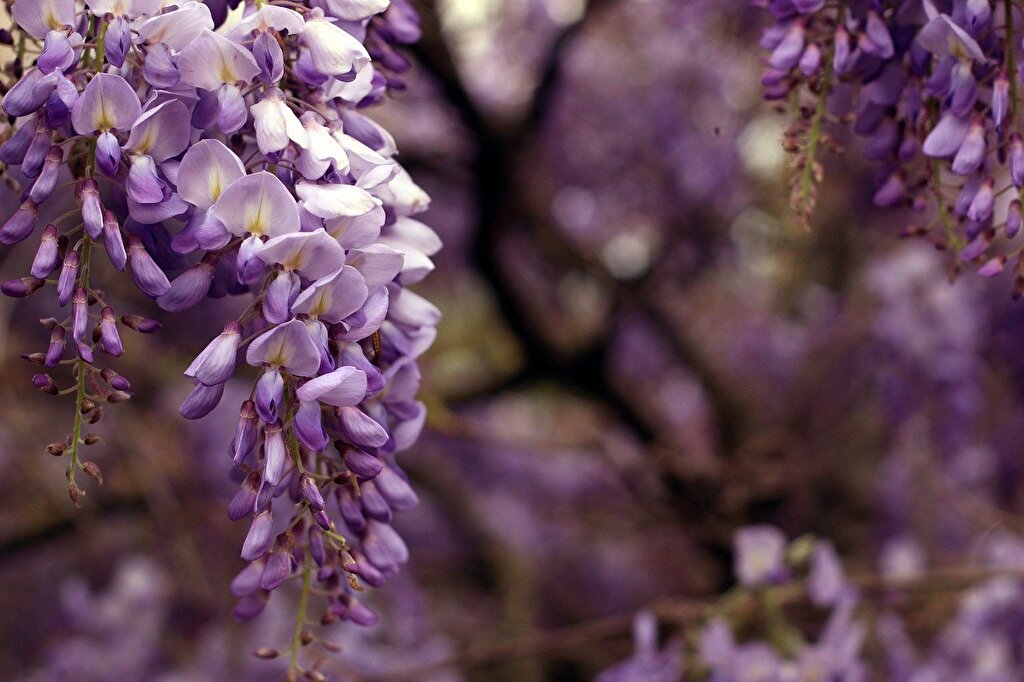 【草津・三大神社の藤】4月下旬～5月上旬にかけて綺麗な藤を楽しむことができます♪