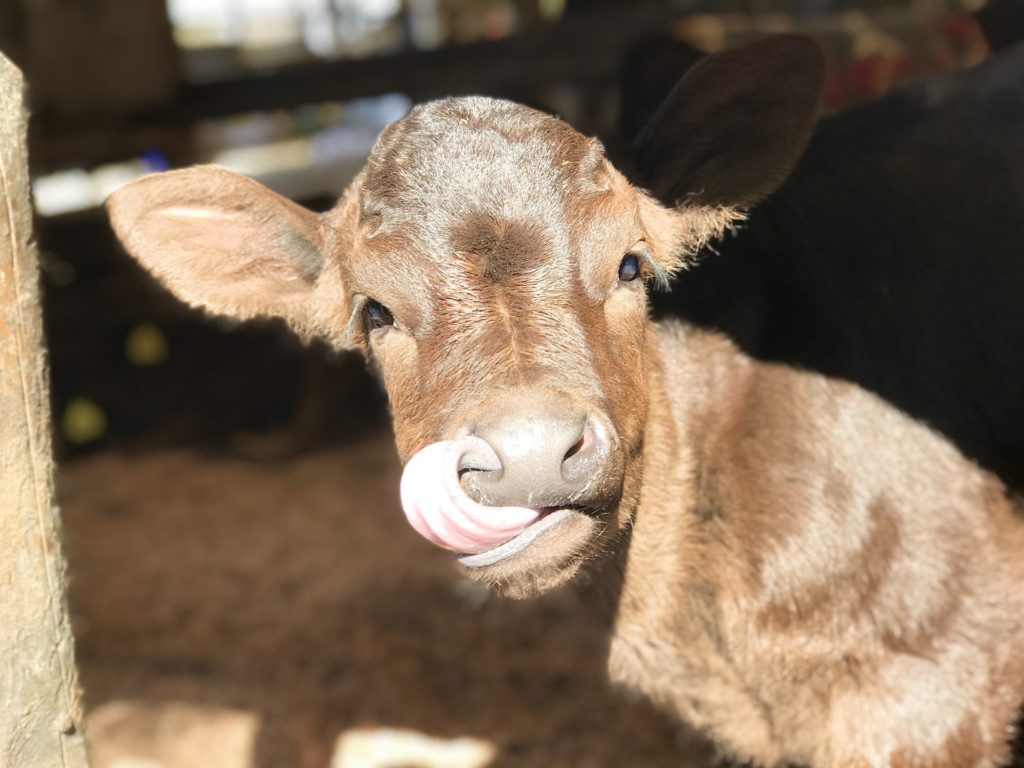 信楽の山田牧場がクラウドファンディングに挑戦中！毎日うまれる新鮮な乳製品に救いの手を！【支援は6月28日まで】