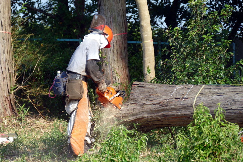 切り倒した木を裁断している男性