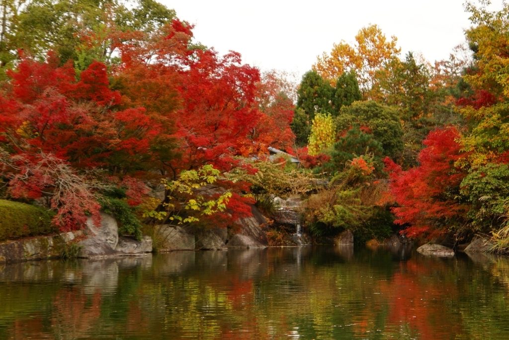 大津市の公園「びわこ文化公園」の「夕照の庭」の紅葉