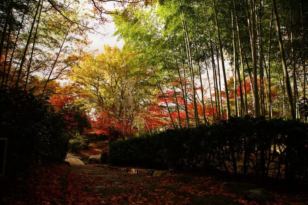大津市の公園「びわこ文化公園」の竹林